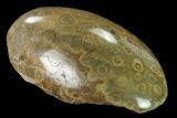 Polished Fossil Coral (Actinocyathus) Head - Morocco #157537-2
